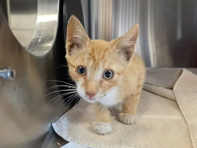 Adoptable Cat