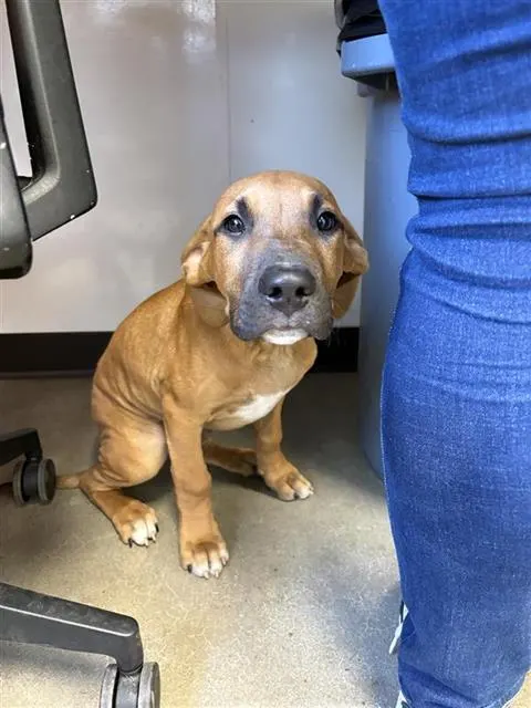 Adoptable Dog