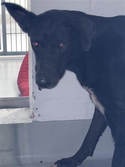 Adoptable Dog