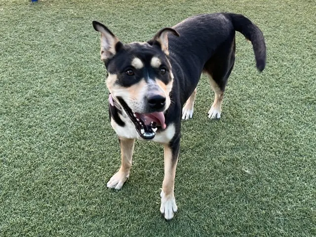 Chalupa