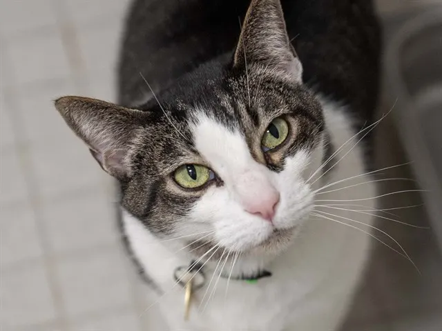 Nala