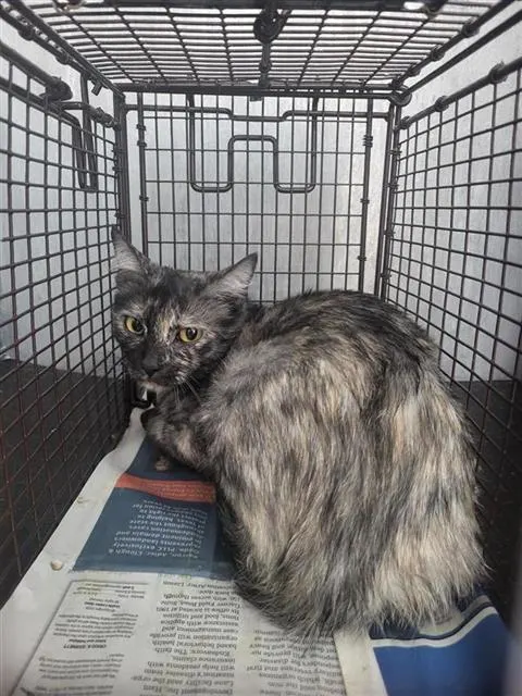 Adoptable Cat