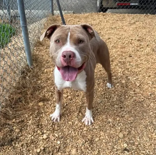 Lulu