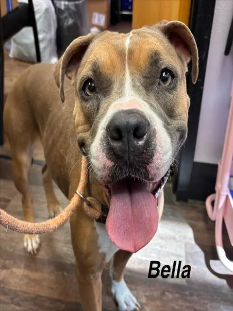 Bella