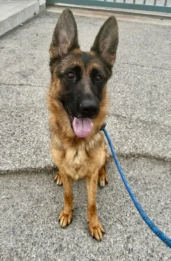Ava