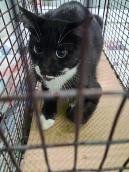 Adoptable Cat