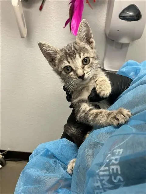 Adoptable Cat