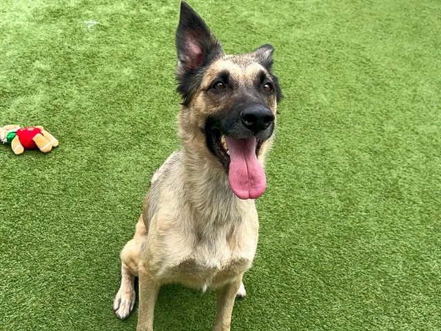 Scout