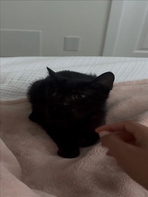 *Onyx