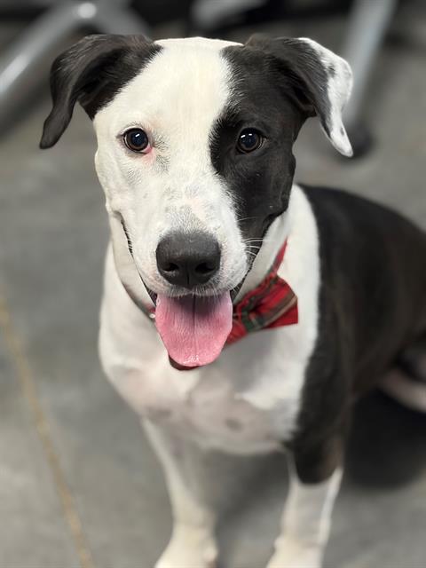 Rosco