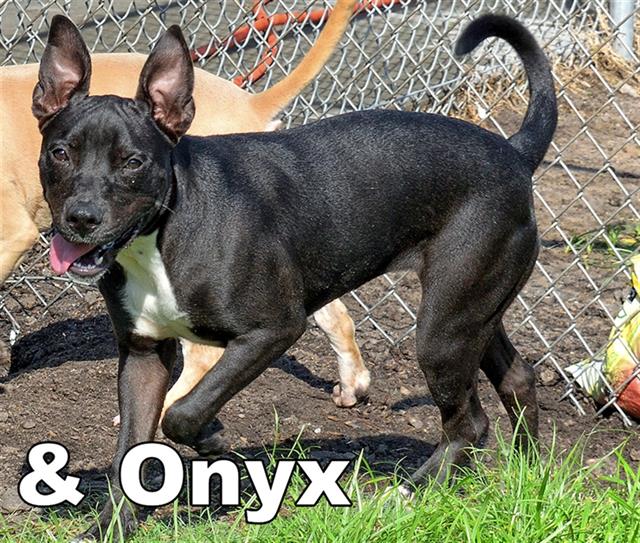 Onyx