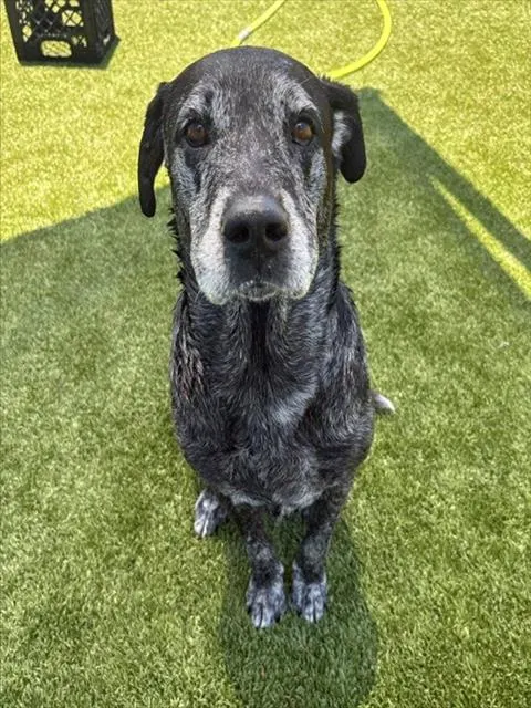 Pepper