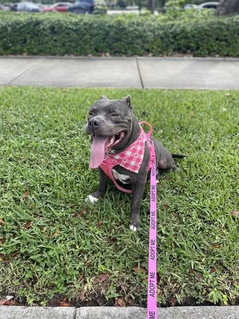 Mamita