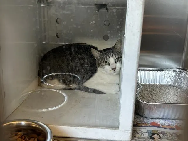 Adoptable Cat