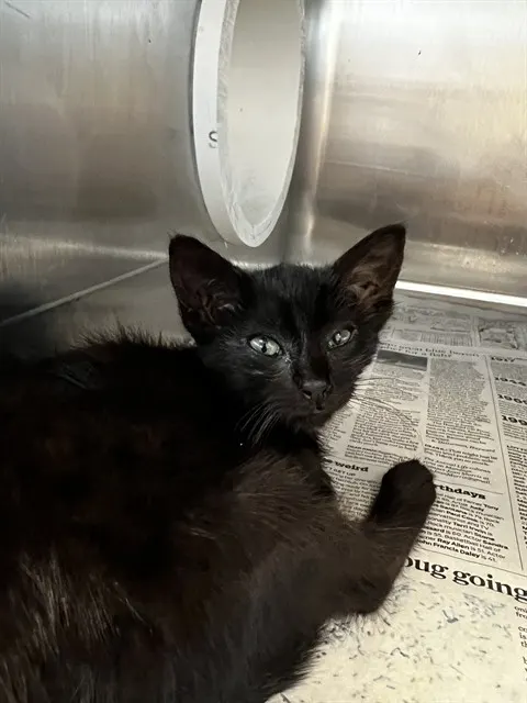Pepper