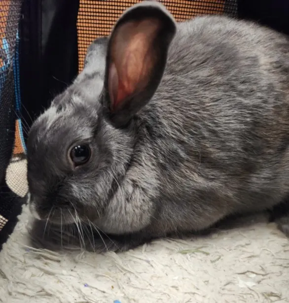 Stormie