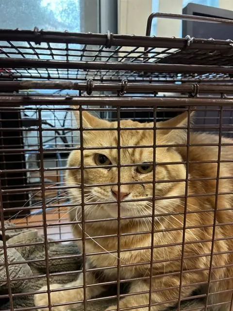 Gabriel