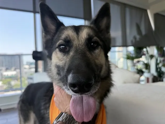 Ivan