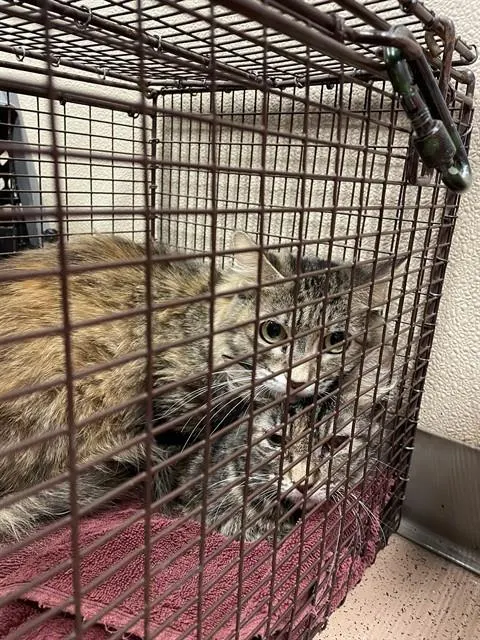Adoptable Cat