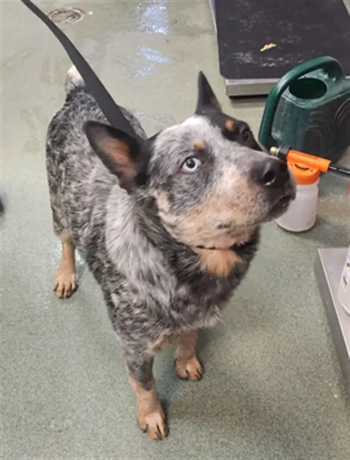 Adoptable Dog