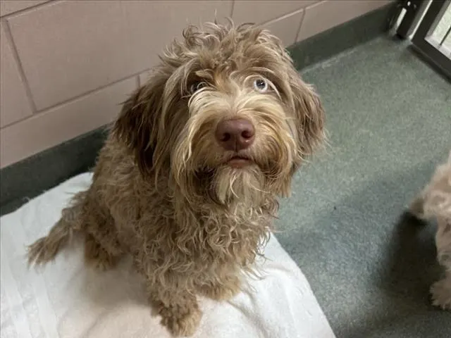 Adoptable Dog