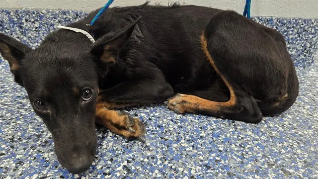 Adoptable Dog