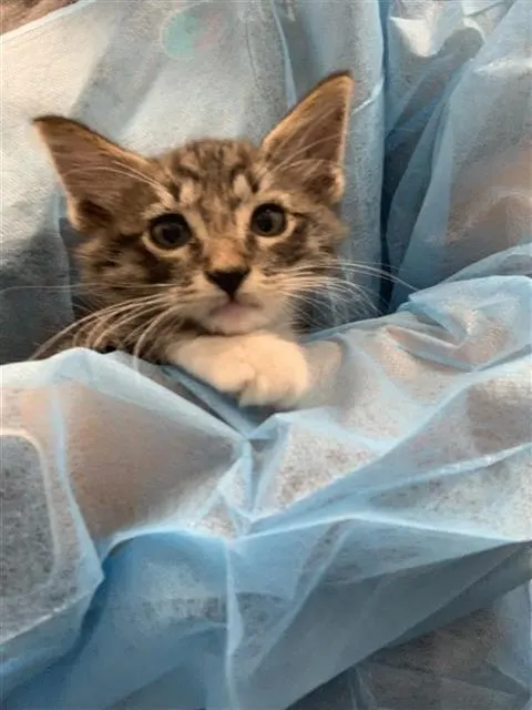 Adoptable Cat
