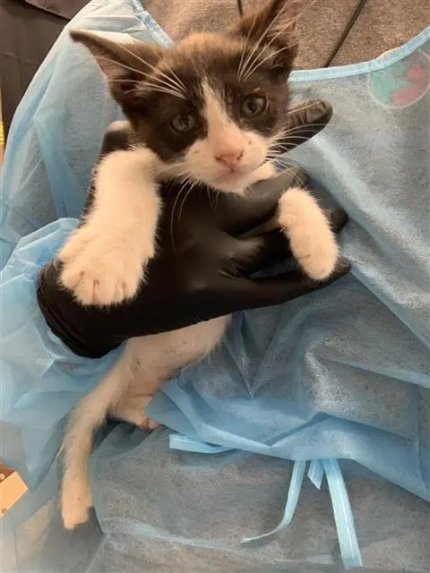 Adoptable Cat