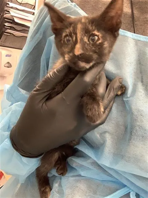 Adoptable Cat
