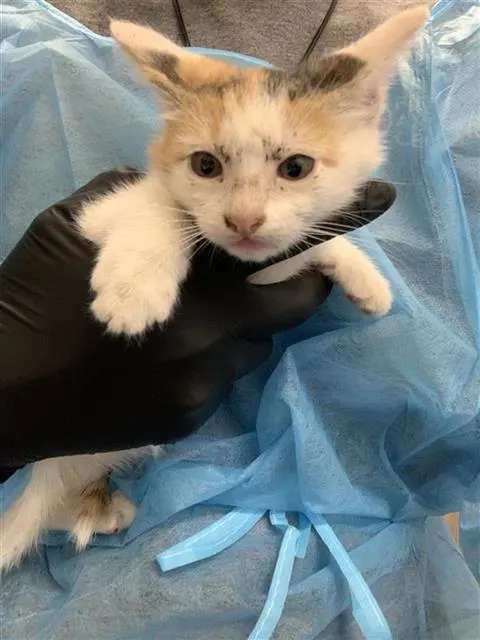 Adoptable Cat