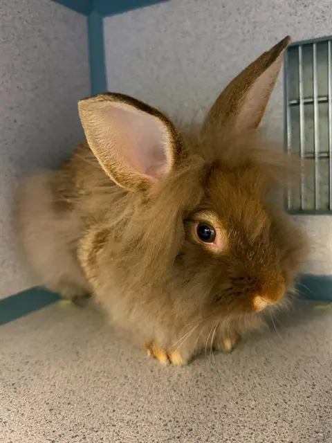 Obi Bun Kenobi