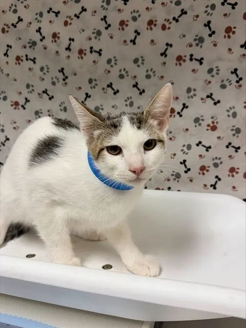 Dewey