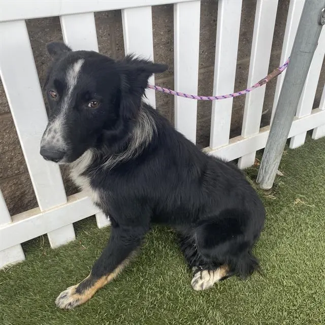 Adoptable Dog
