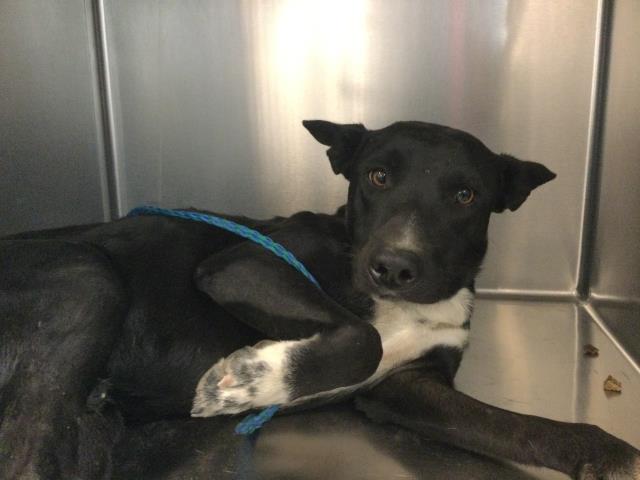 Adoptable Dog