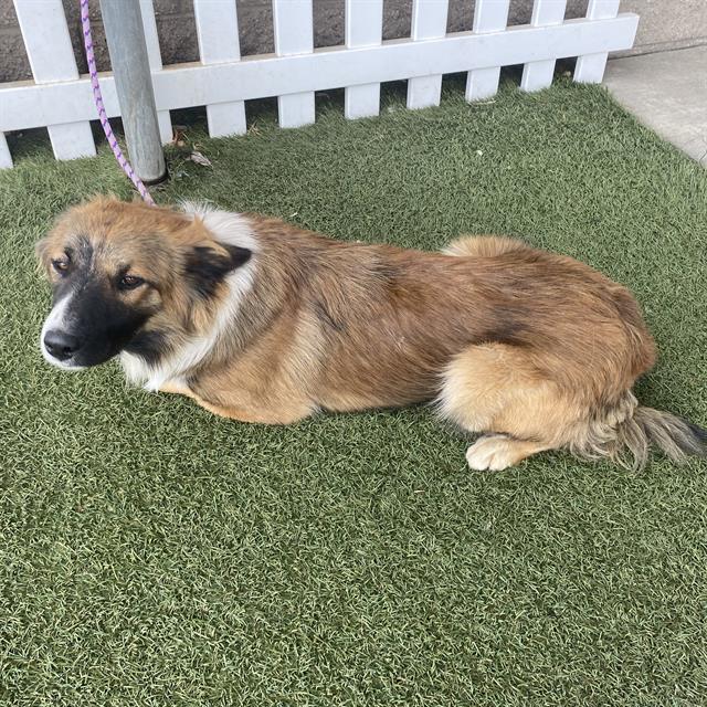 Adoptable Dog