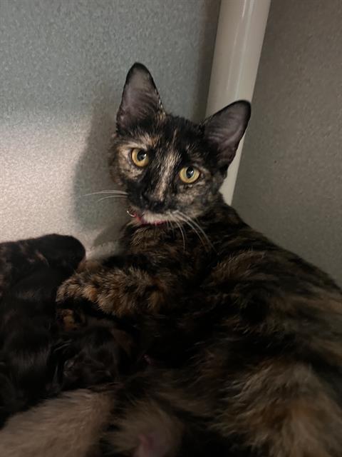 Artemis