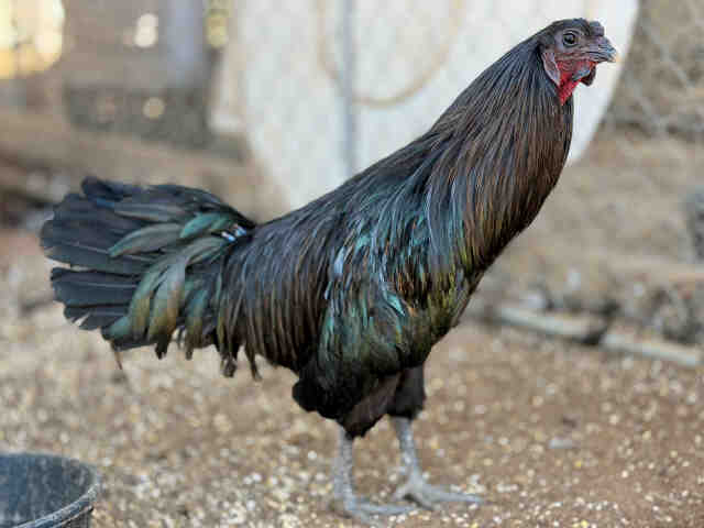 Renfield