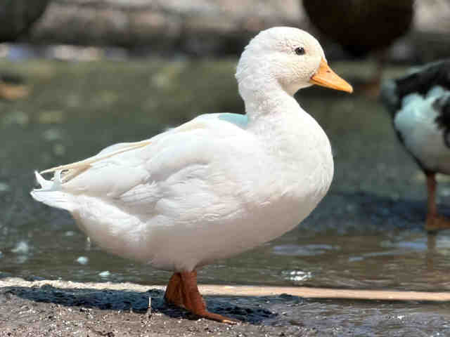 Peep