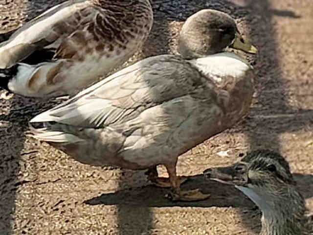Adoptable Bird