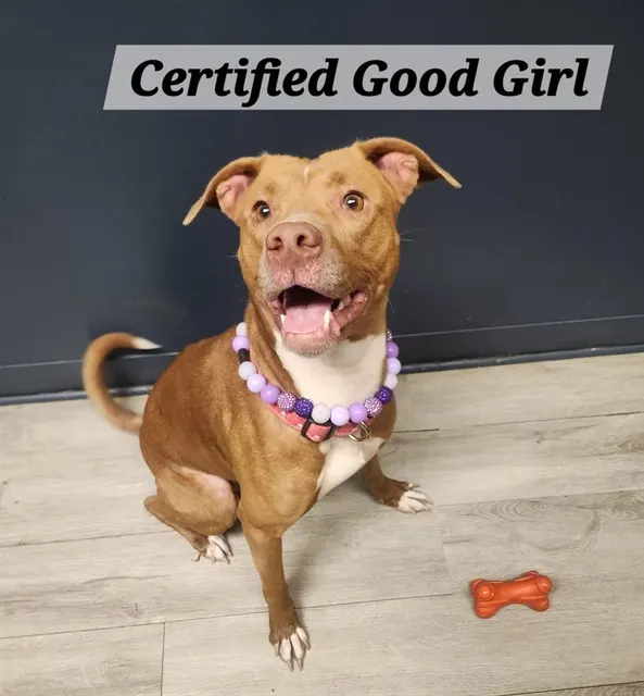 Certified Good Girl