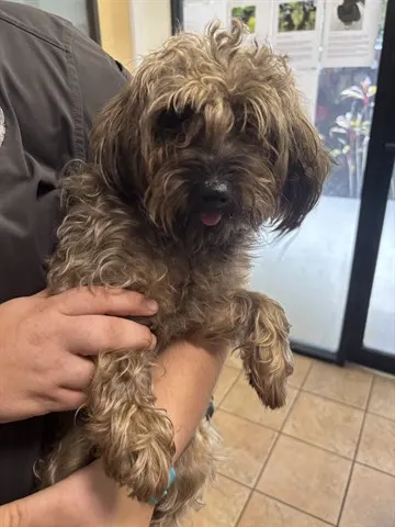Mr. Pickles