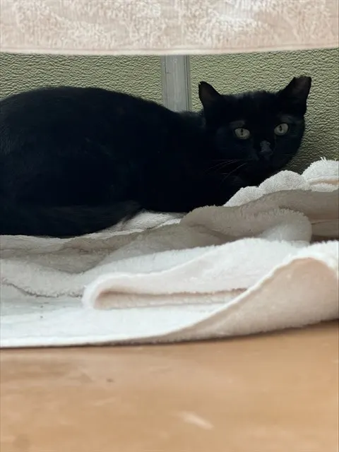 Maude