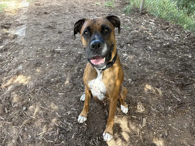 Harley
