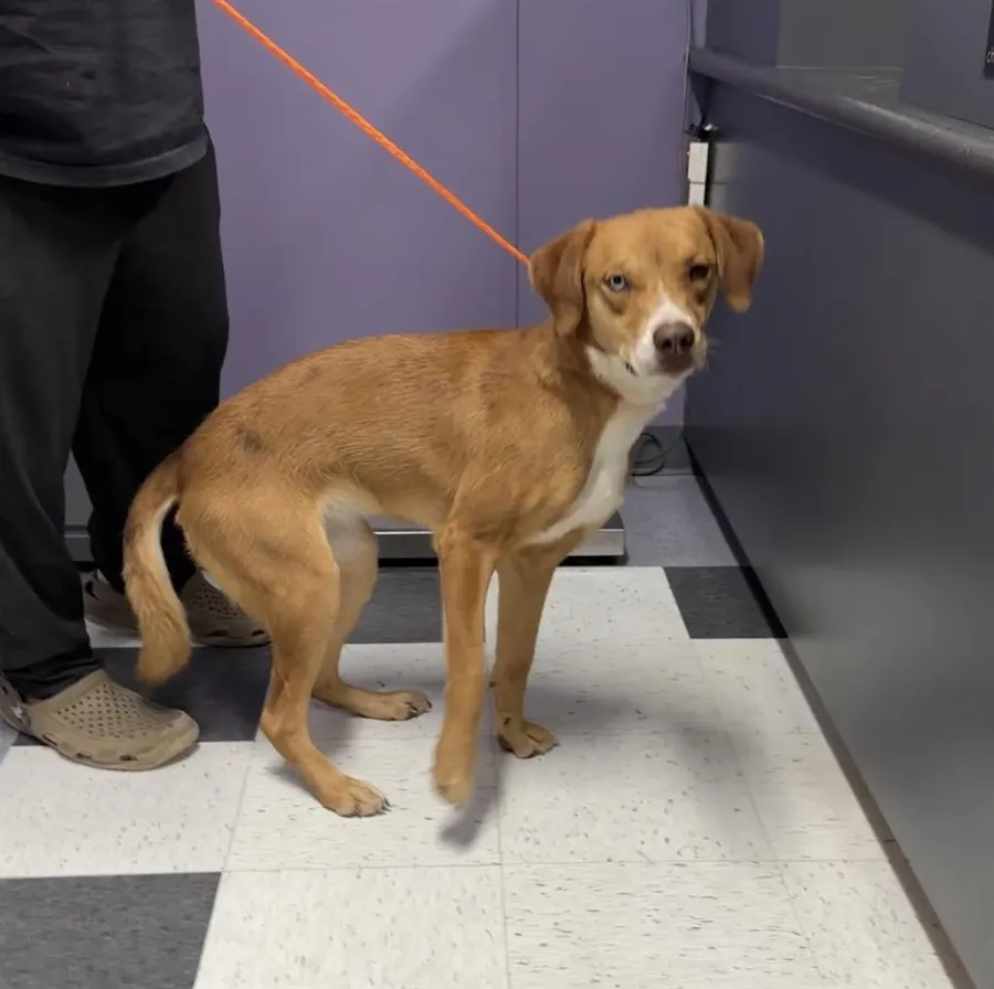 Adoptable Dog