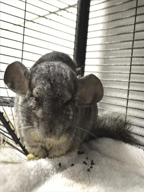 Chi Chi