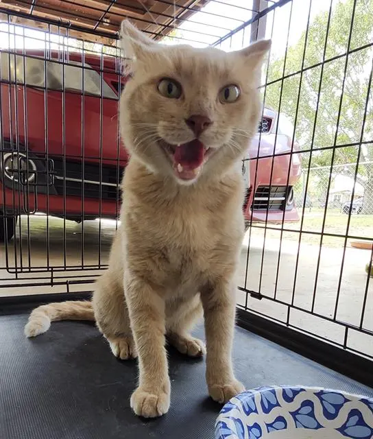 Adoptable Cat
