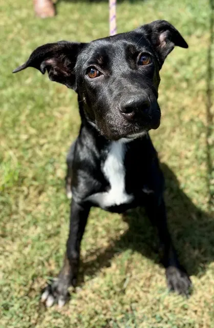 Bellatrix