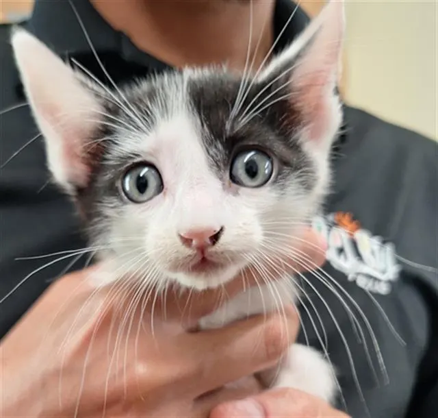 Zorro