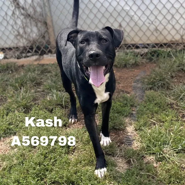 Kash
