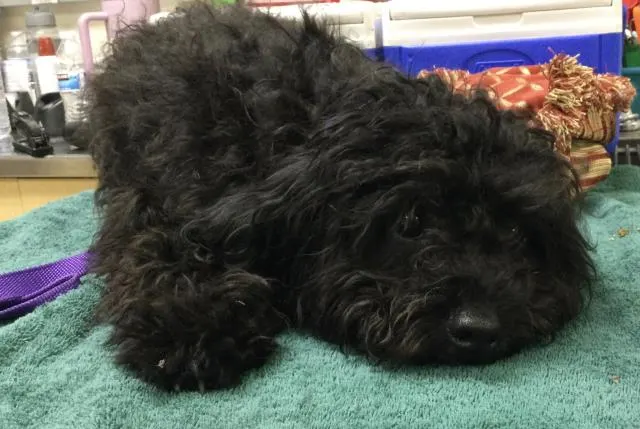Tucker